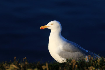 Möwe im Abendlicht