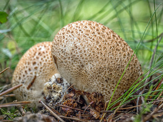 Two puffball mushrooms