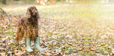 Funny Irish Setter dog looking in the Autumn leaves