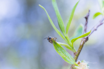 First leaves on a Salix alba (white willow) in early spring before the leaves. Collect pollen from flowers and buds.