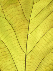 Fototapeta na wymiar green leaf closeup