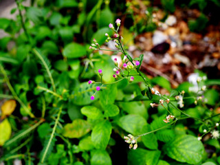 Purple violet small bud cup like grass flower bouquet on stem branch, with blurred green leaf plant tree bush, dry fallen leaves and soil background