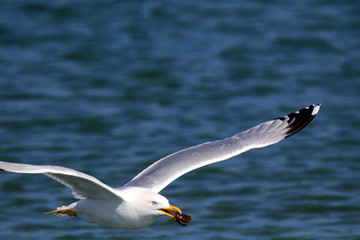 Fliegende Möwe mit Krebs im Schnabel