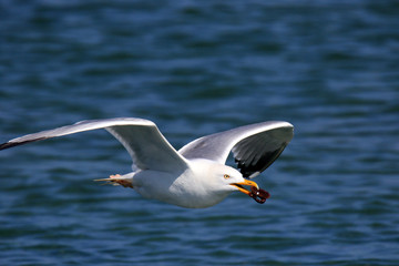 Fliegende Möwe mit Fang im Schnabel
