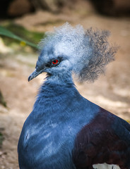 Western crowned-pigeon