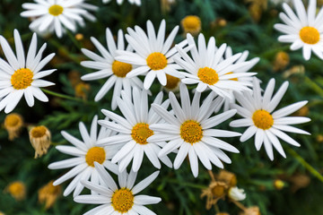 Chamomile flowers - floral background