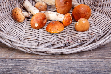 Wild fresh mushrooms on a rustic wooden table. Orange Birch Bolete. Copyspace. Autumn background