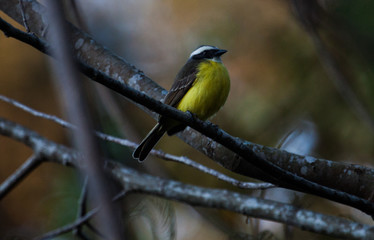 Small bird perched between trees. Social flycatcher (Myiozetetes similis).