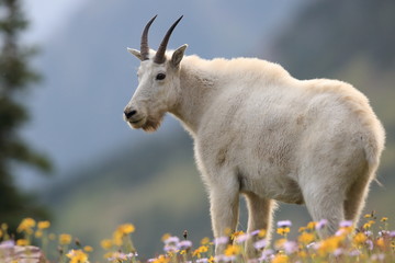 Mountain Goat Oreamnos Americanus Glacier National Park Montana USA