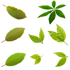 leaves isolated on a white background
