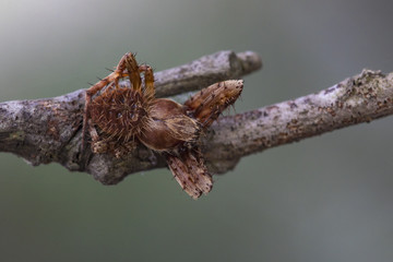 Image of Eriophora sp cf Novakiella or Orb-weaving Spider or Orb Weaver (Novakiella trituberculosa) on dry branches. Insect Animal