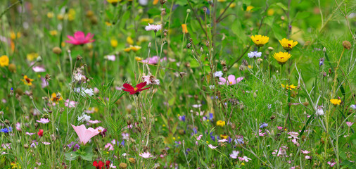 Bunte Blumenwiese im Sommer, Panoramaaufnahme