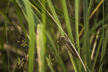 Grasshopper 