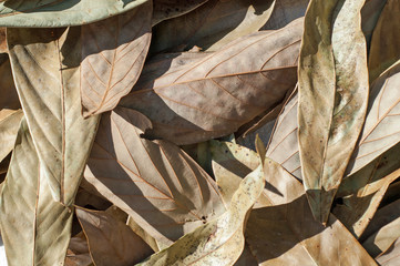 Leaves Background