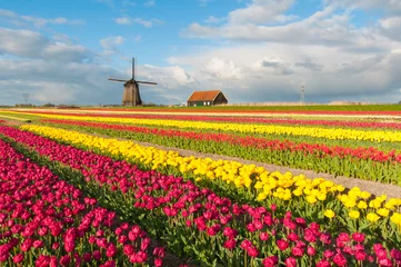 Gordijnen Holland in spring © Lucian Constantin