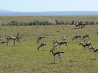 Antilopen in Kenia