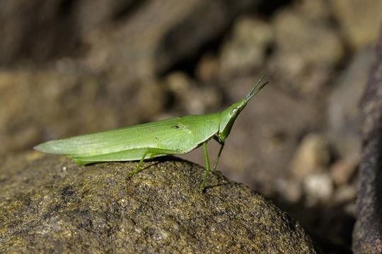 Image of Slant-faced or Gaudy grasshopper on the rocks. Insect Animal
