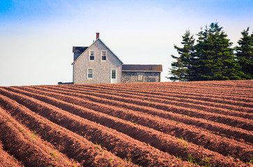 Obraz premium plowed field in prince Edward island
