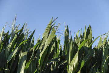 Piante di granturco al vento