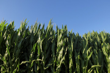 Piante di Granturco in maturazione