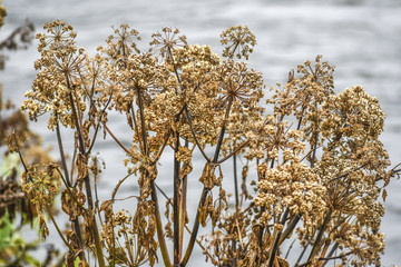 Autumn angelnica dried up growing in Iceland