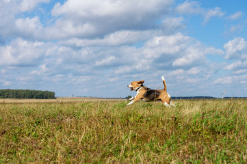 Fototapeta premium Beagle dog running around and playing with a stick