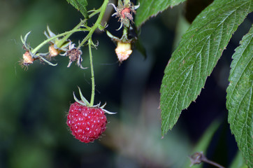 Raspberry in the garden.
