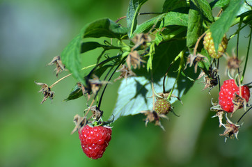 Raspberry in the garden.
