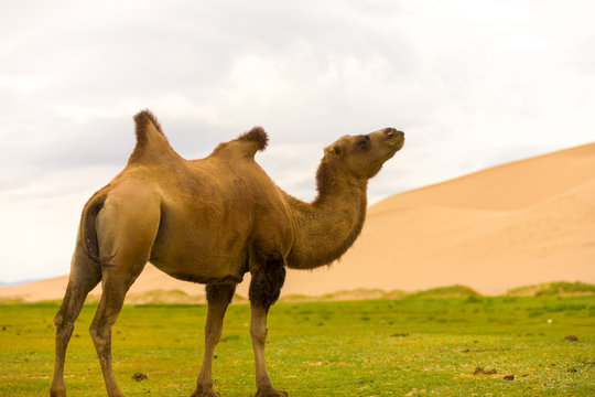 Khongor Els Sand Dune Flopping Bactrian Camel Hump