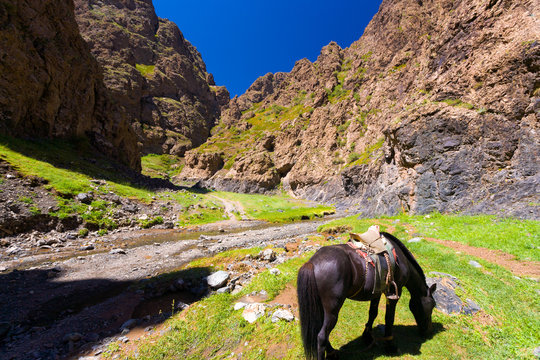 Saddled Horse Yolyn Am Eagle Valley Mongolia