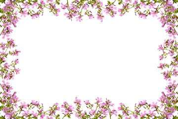 Obraz na płótnie Canvas Frame with flowering pink mallow on a white background.