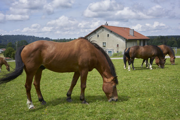 Pensionierte Pferde in "Le Roselet" im Schweizer Jura
