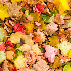 Background with maple autumn leaves in autumn park. Outdoor autumn concept.