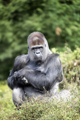 Gorille dos argenté de 36 ans