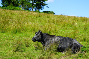 Black hairy cow on the grass in Scotland
