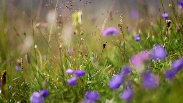 Abstract background of Alpine flowers.