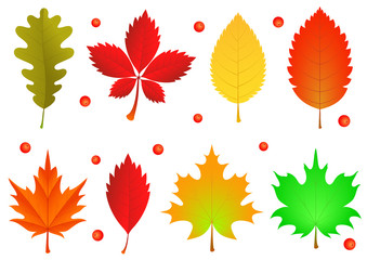 Fototapeta premium Vector illustration set of autumn different leaves. Oak, maple orange leaves