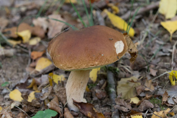 Champignons