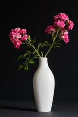 Little pink roses in white vase, black background