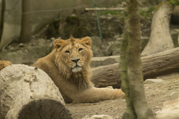 Lion