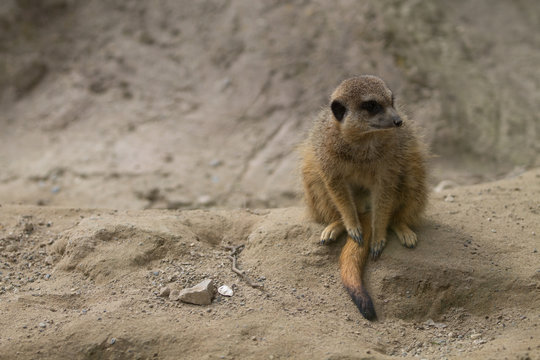Suricate