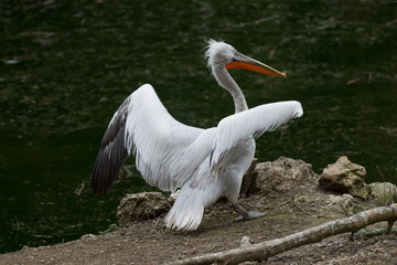 Pelican