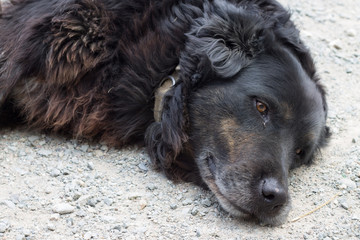 Chien