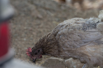 Poule