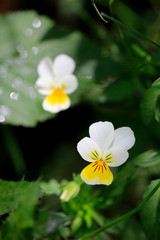 Fototapeta na wymiar Veilchen (Viola) Blüten weiß-gelb