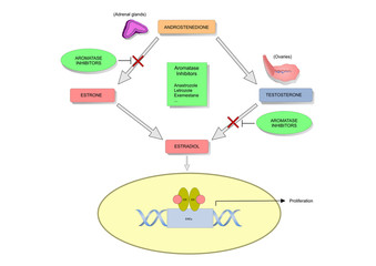 mechanism of action of aromatase inhibitors in postmenopausal women and in breast cancer