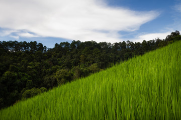 Amazing view with diagonal composition with paddy field and forest, green wallpaper and background, thailand, asia