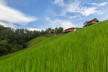 Fototapeta na wymiar Amazing low view of green paddy field with little huts on top hill and beautiful blue cloudy sky, beautiful wallpaper and background, thailand, asia
