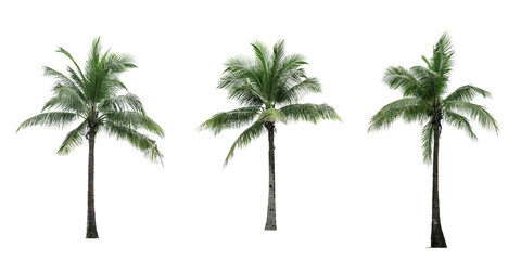 Set of coconut tree isolated on white background used for advertising decorative architecture. Summer and beach concept