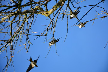 Schwalben im Baum